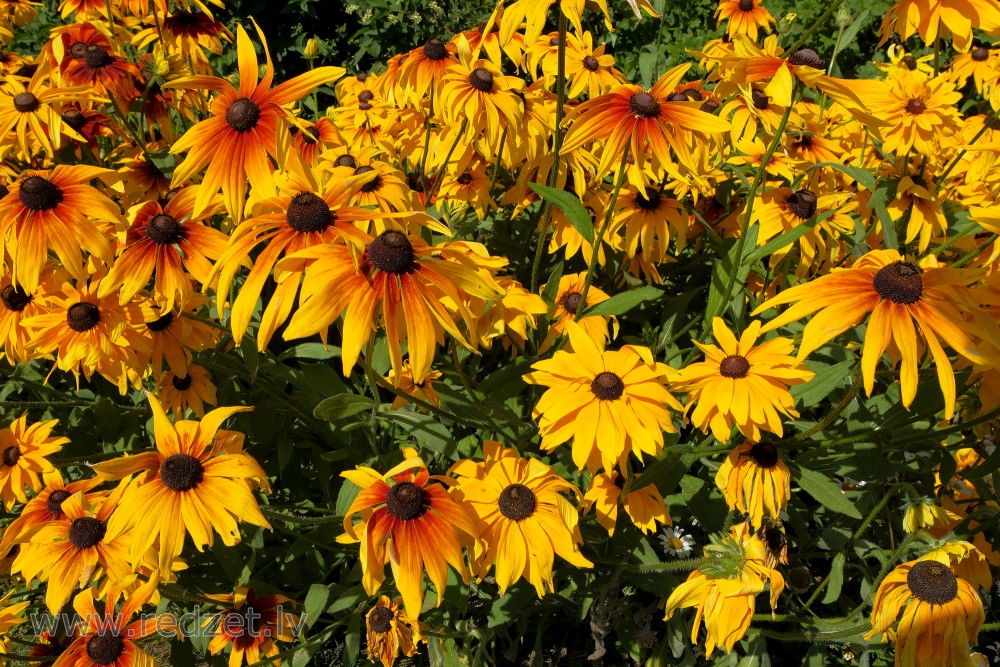Rudbekijas