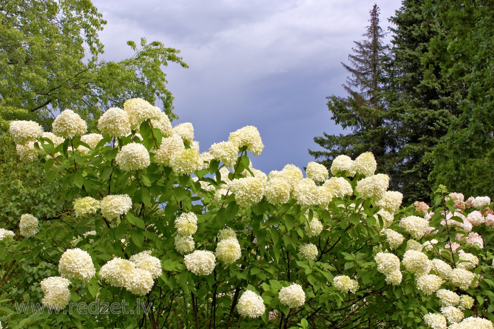 Hydrangea