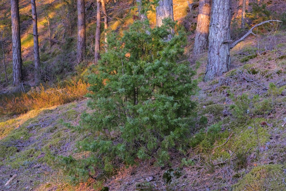Juniper in a Pine Forest