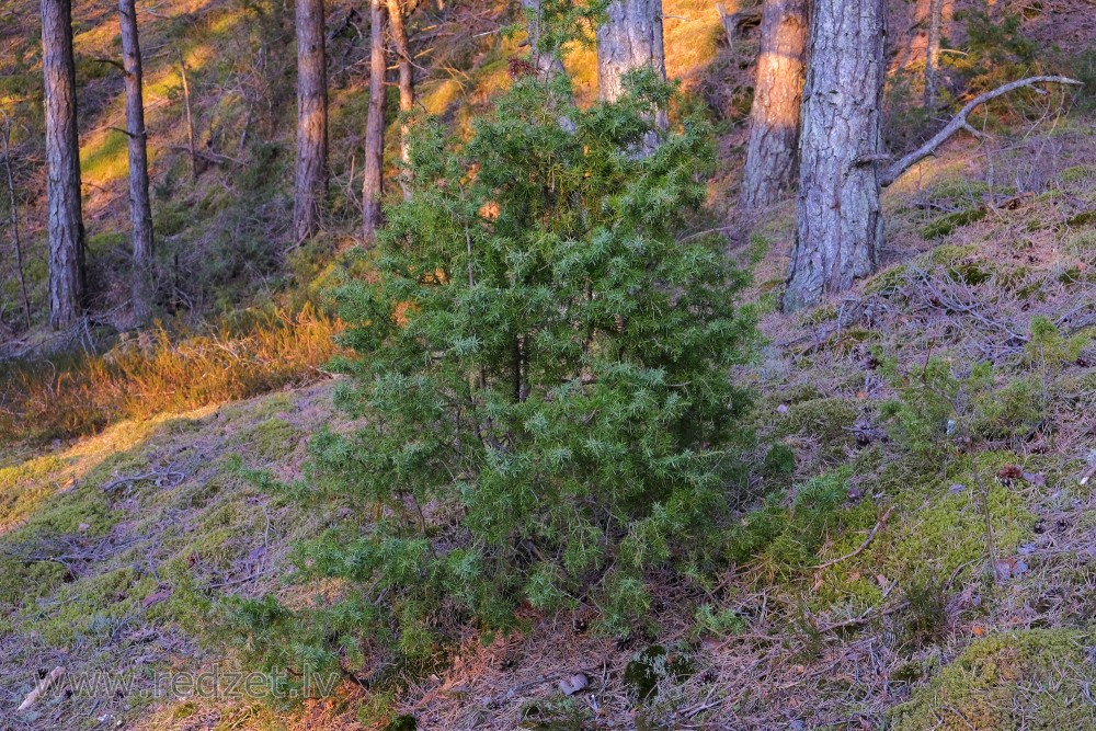 Juniper in a Pine Forest