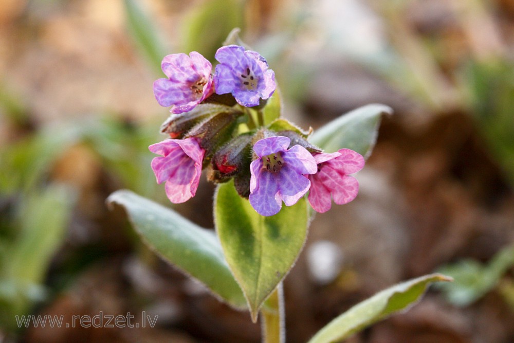 Suffolk lungwort