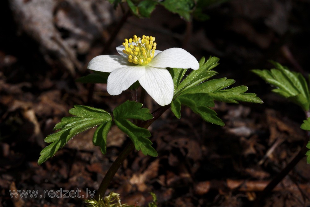 Wood anemone Flower