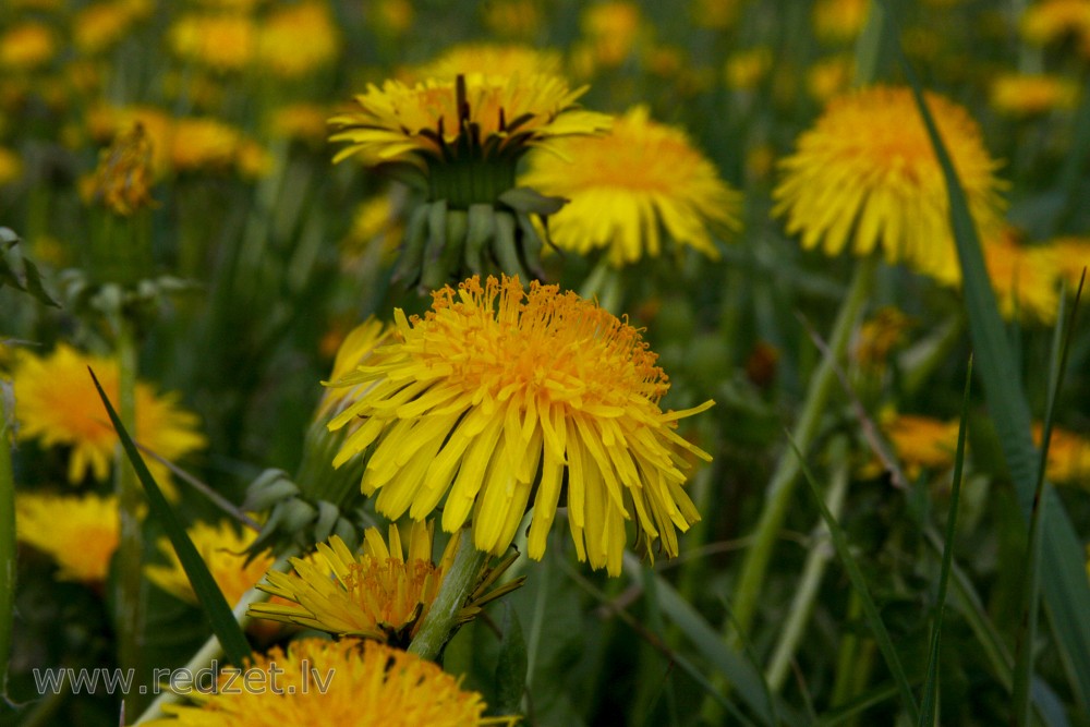 Dandelion Flower