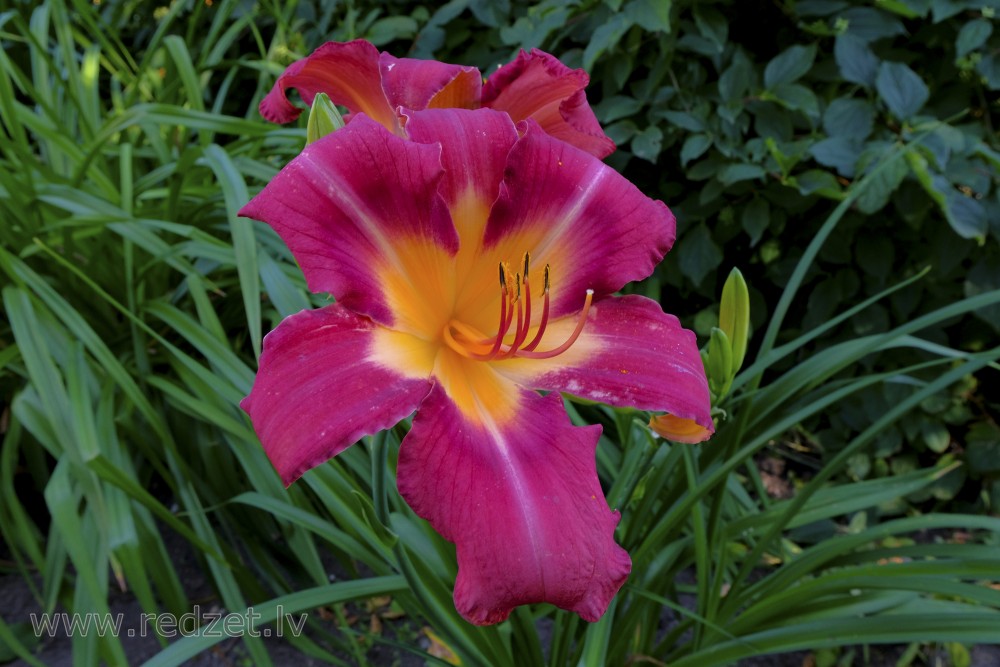 Blooming daylily
