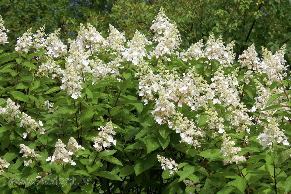 Smooth Hydrangea ‘Pinky-Winky’