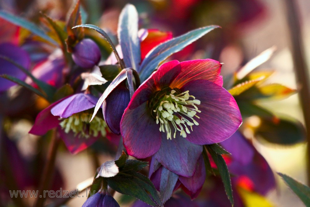 Ziemziede jeb sniega roze