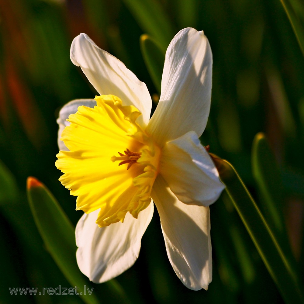 Close up of Narcissus Flower