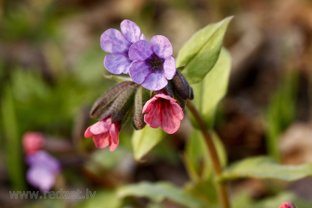 Suffolk lungwort