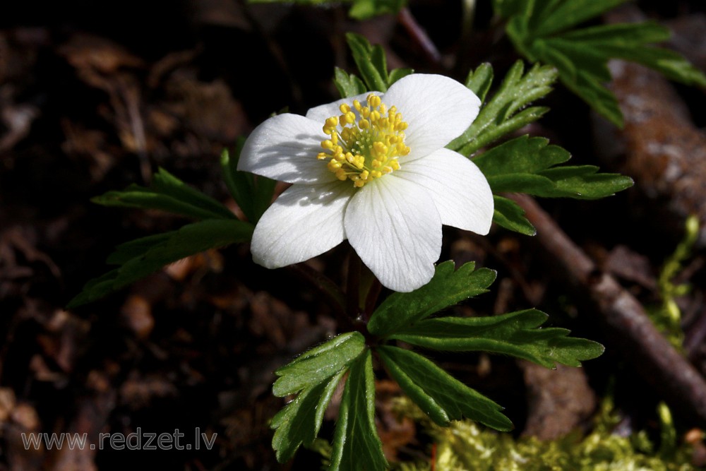 Close-up Of Wood anemone Flower