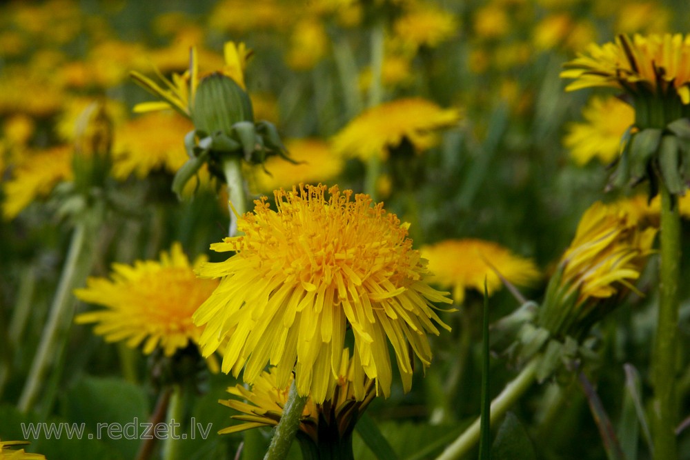 Dandelion Flower