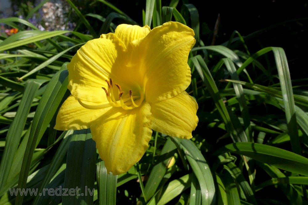 Daylily