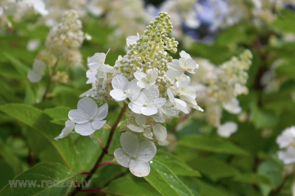 Smooth Hydrangea ‘Pinky-Winky’
