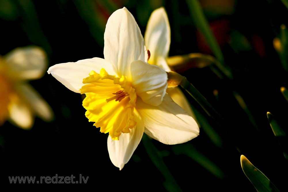Close up of Narcissus Flower