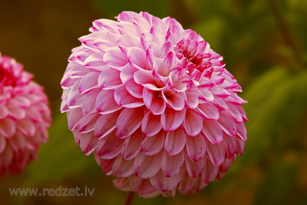 Close up of Dahlia flower - redzet.lv