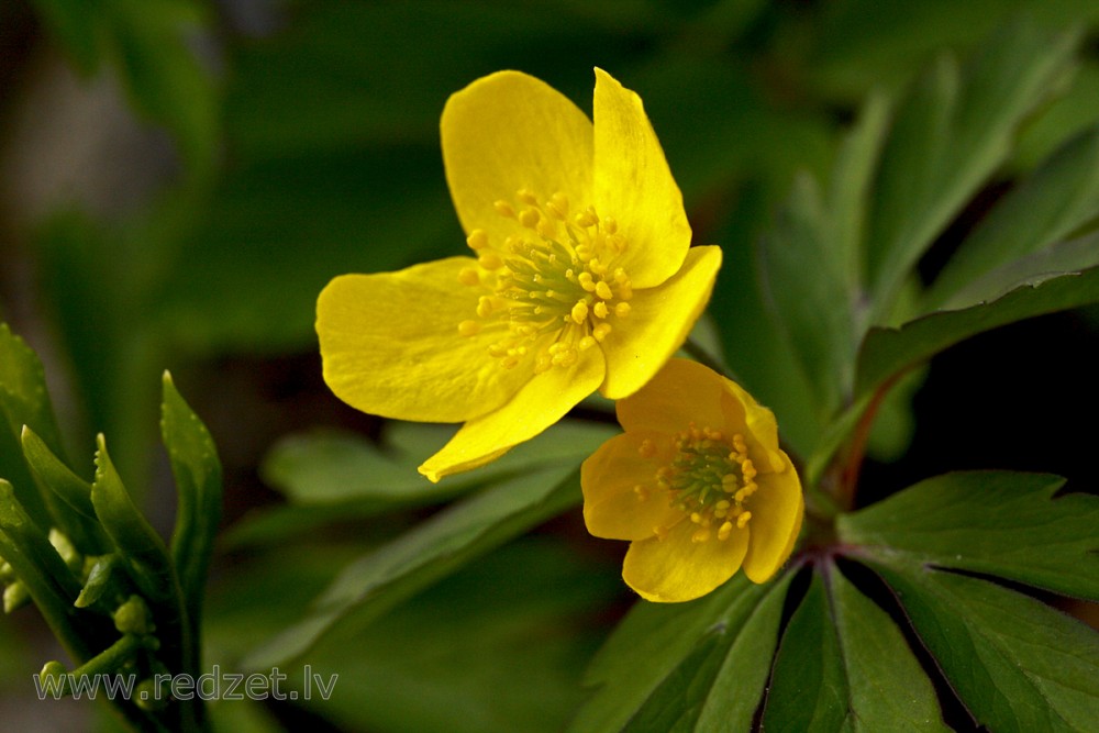 Yellow anemone