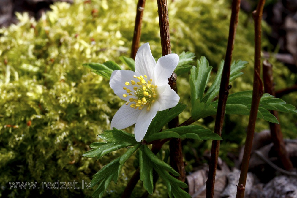 Close-up Of Wood anemone