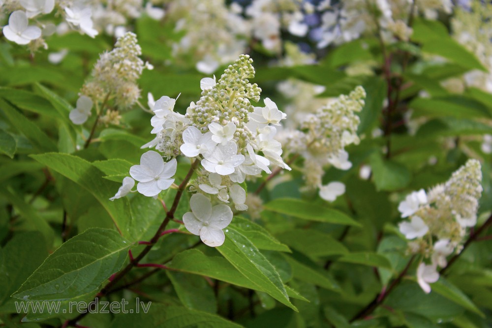Smooth Hydrangea ‘Pinky-Winky’