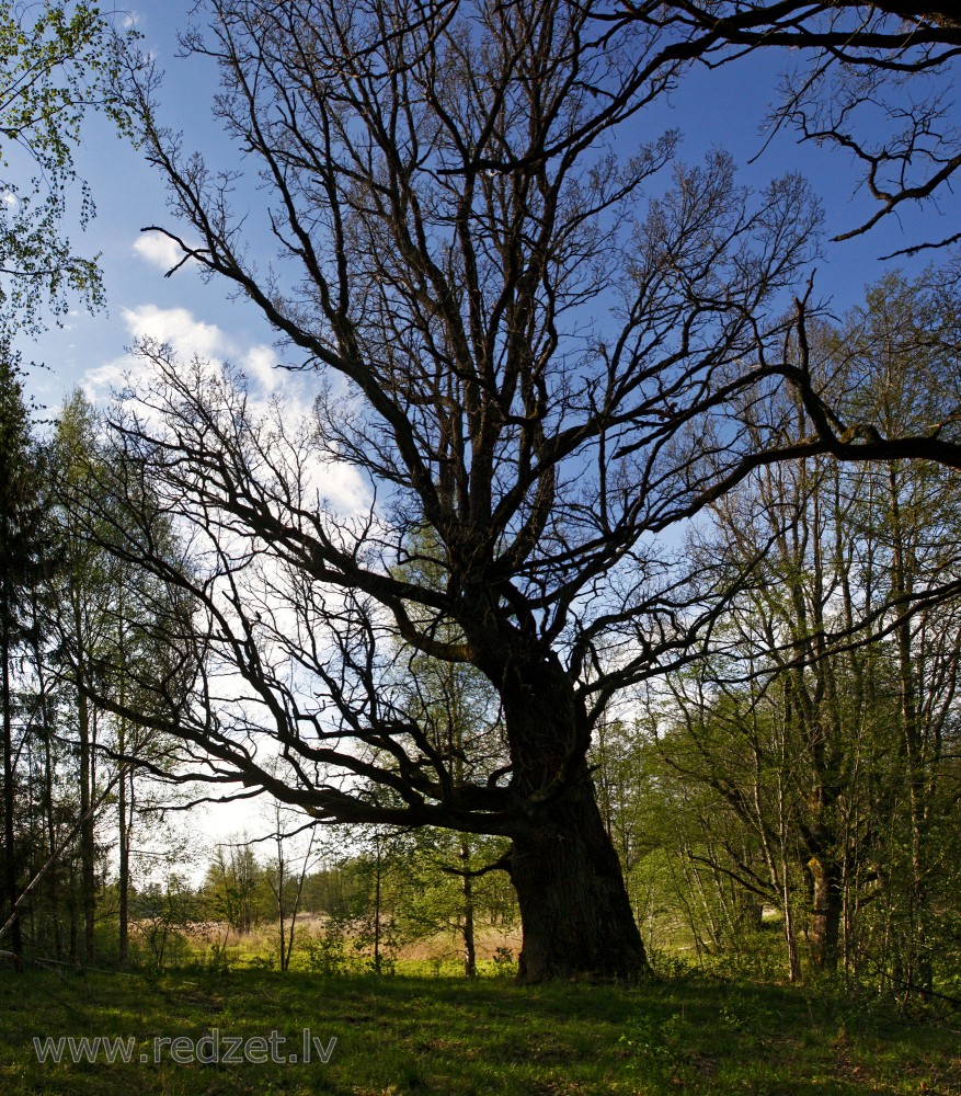 Old oak in spring