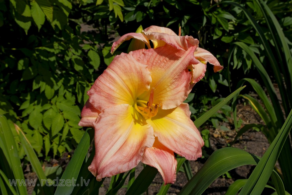 Daylily