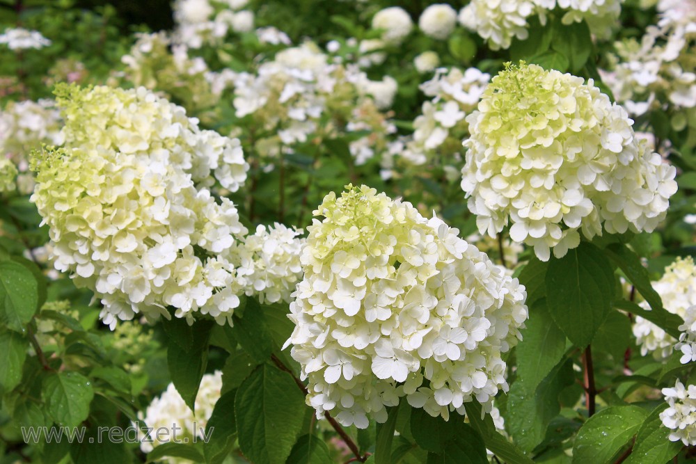 Panicled Hydrangea 'Polar Bear'