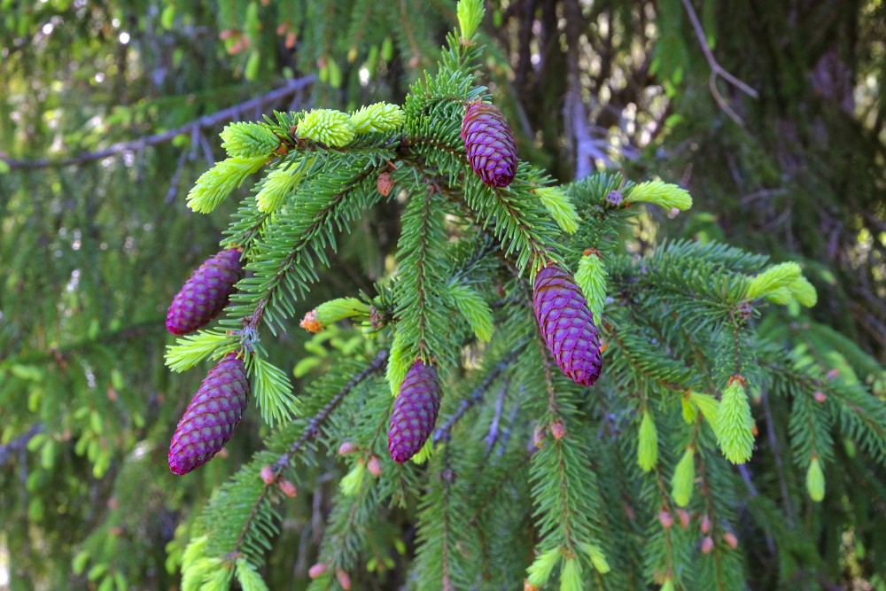 Young spruce cones