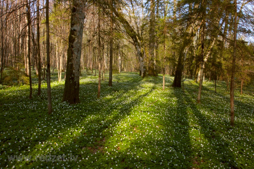 Wood anemone