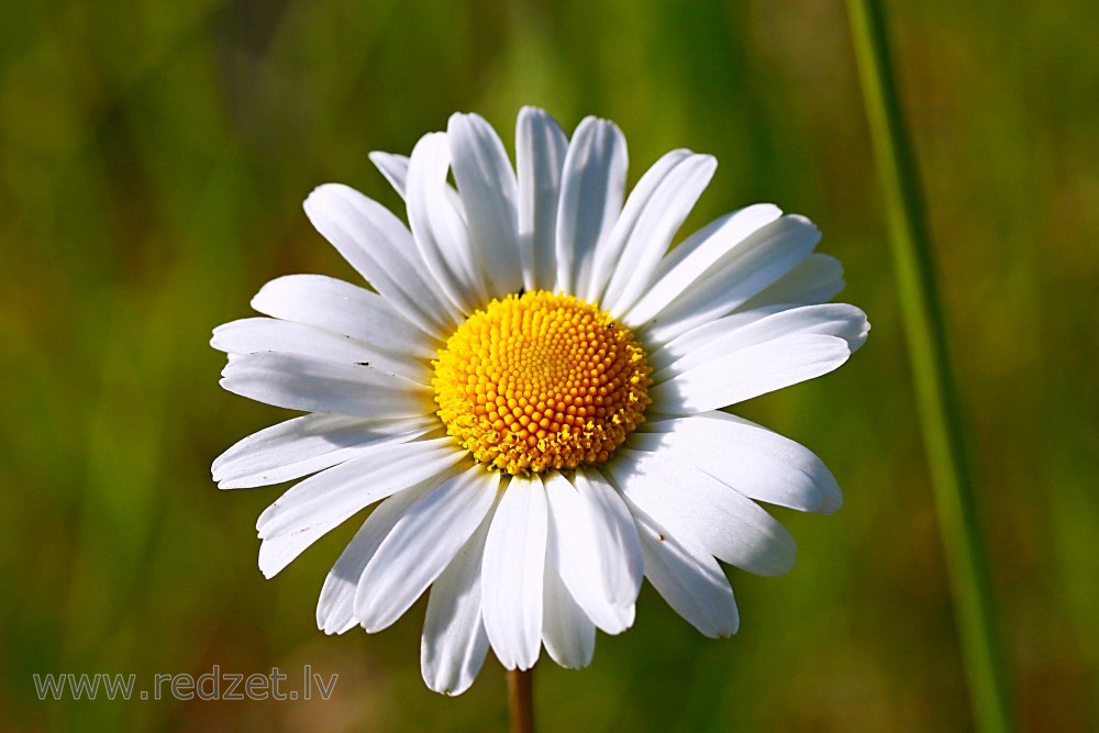 Close up of Oxeye Daisy