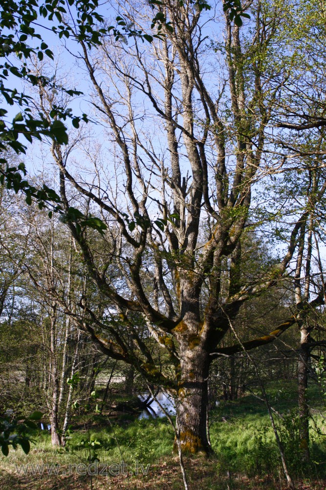 Oak in spring