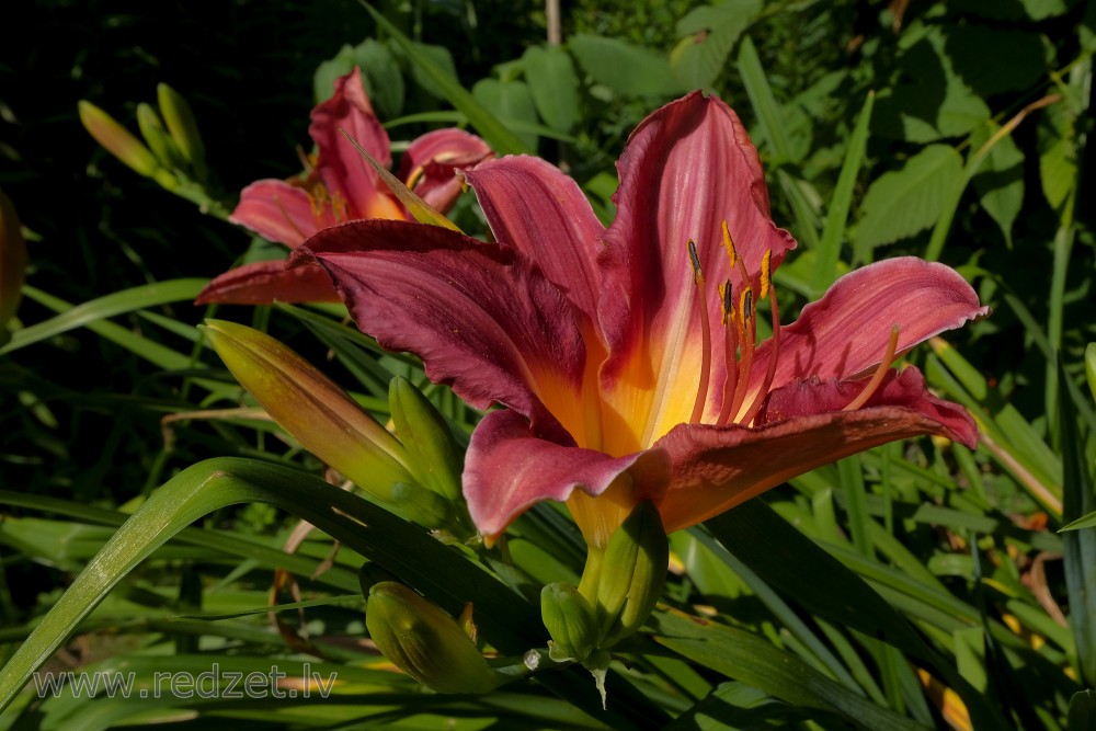 Daylily