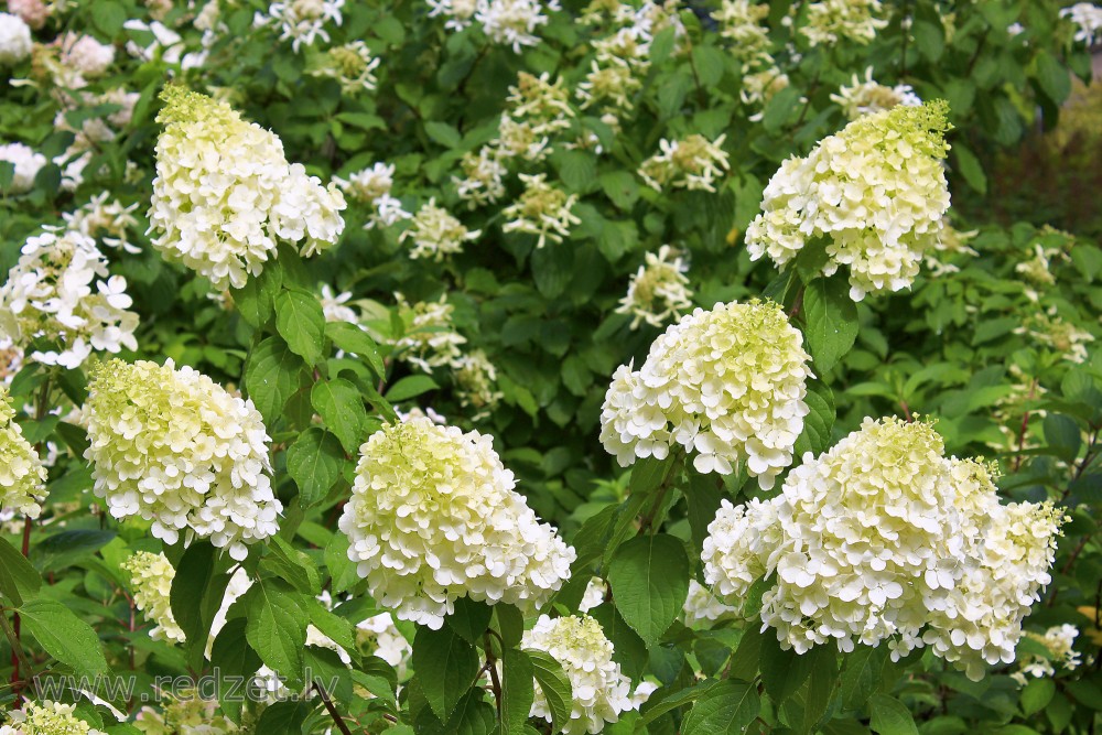 Panicled Hydrangea 'Polar Bear'