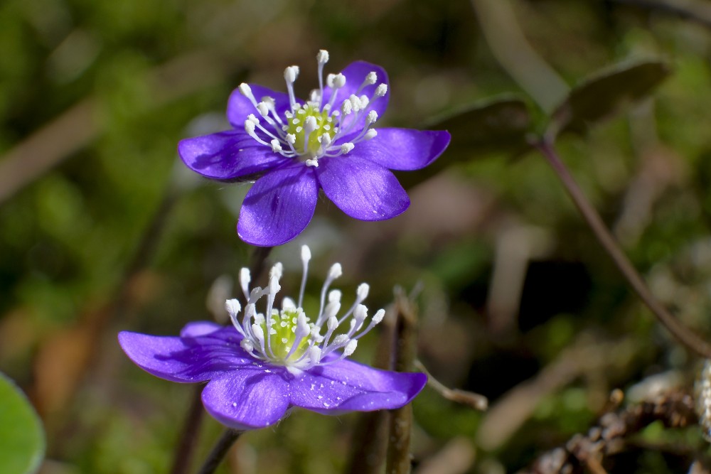 Kidneywort Flowers