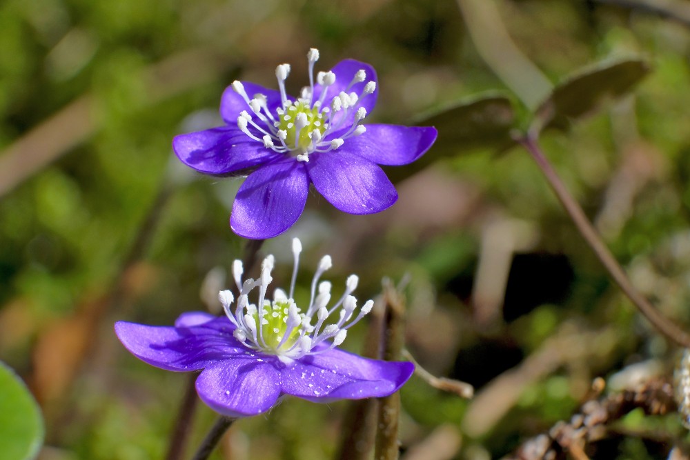 Zilās vizbulītes ziedi