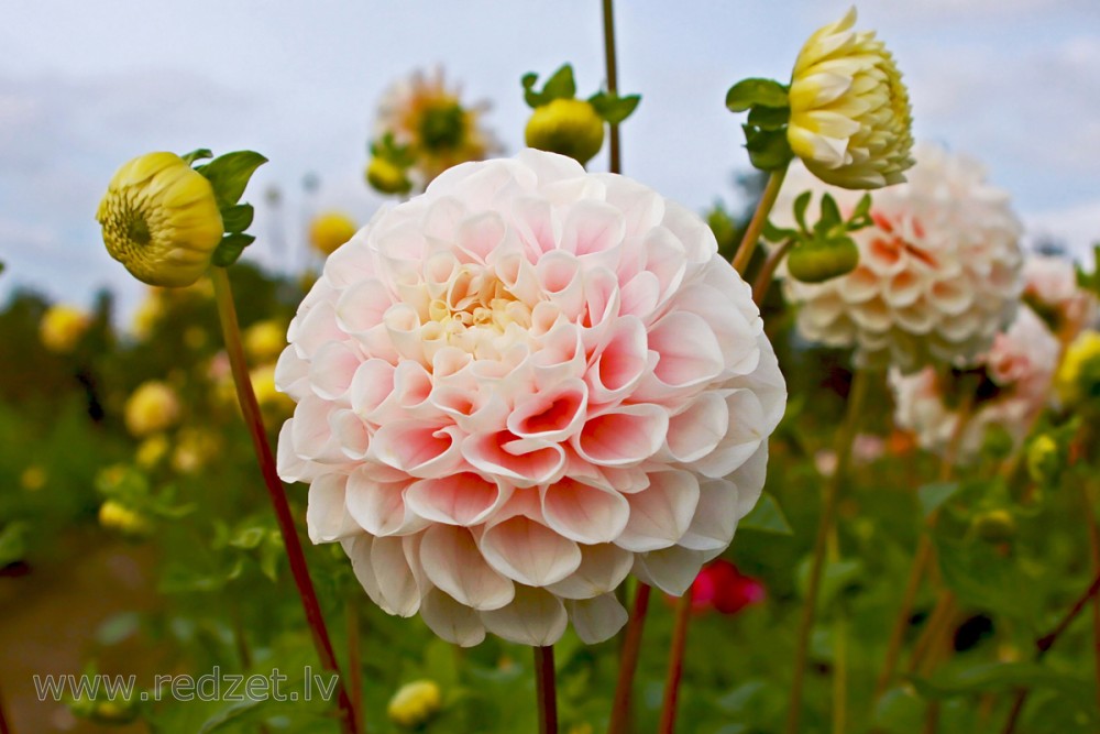 Dahlia flowers