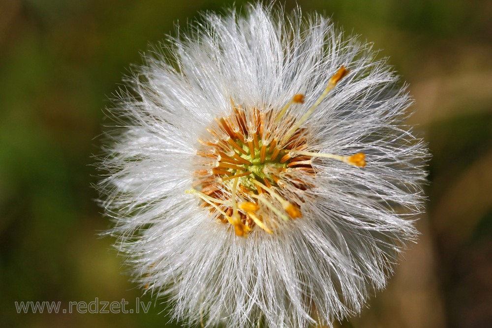 Coltsfoot Seeds