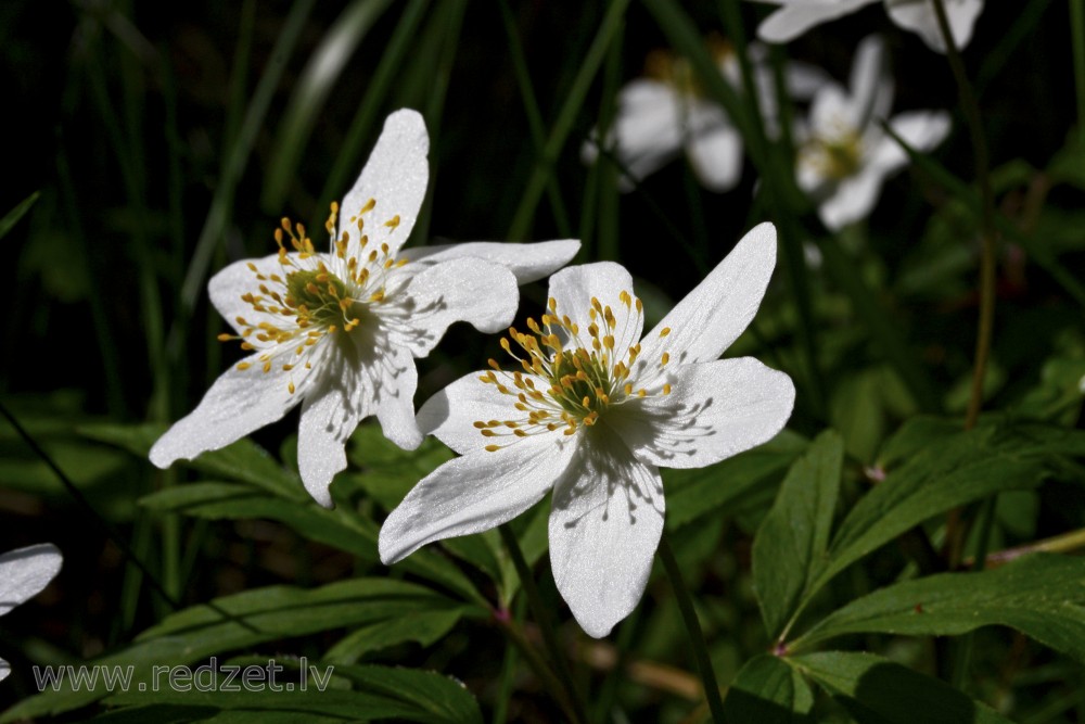 Wood anemone, Windflower, Thimbleweed, Smell fox