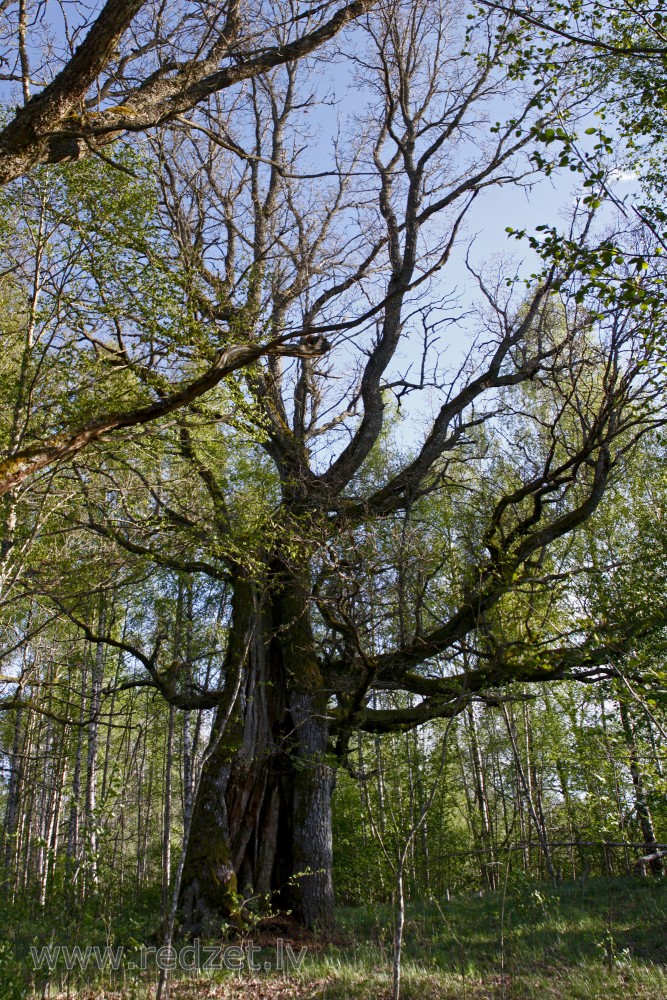 Old oak