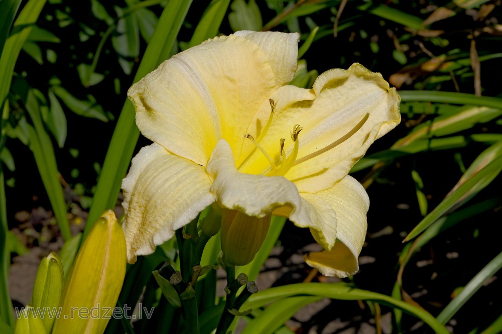Daylily