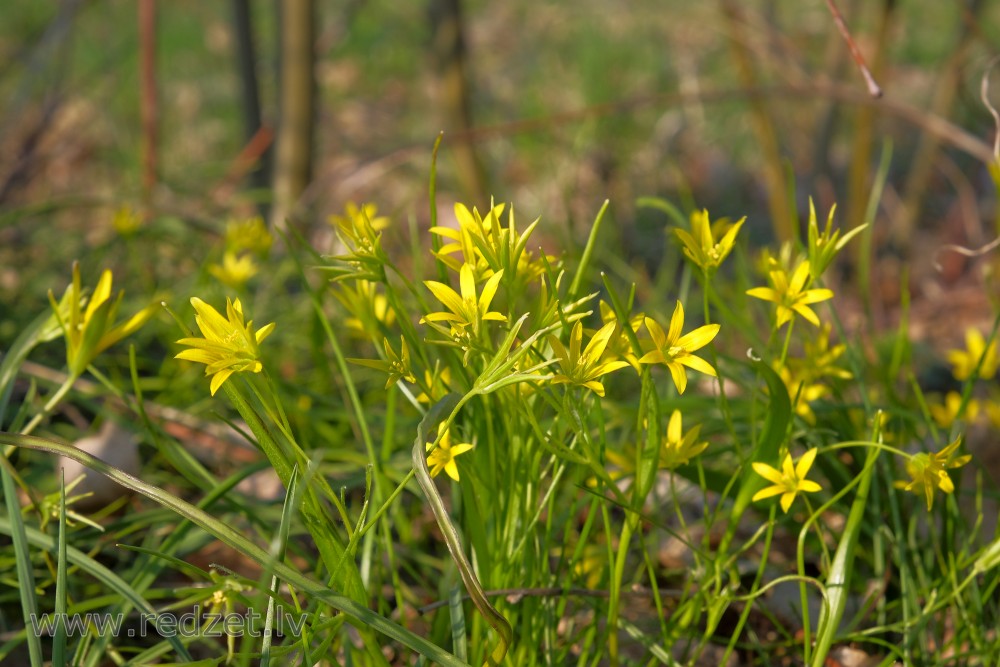 Pļavas zeltstarīte