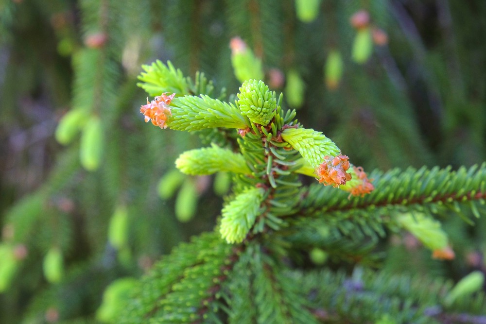 Parastās egles jaunie dzinumi