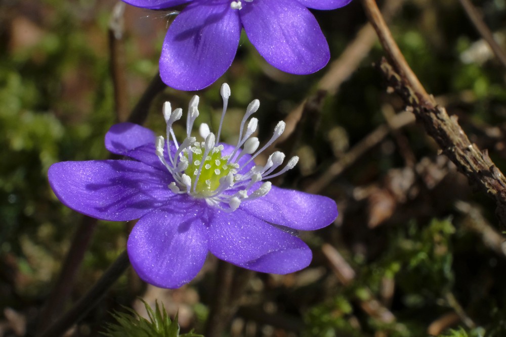 Close-up of Kidneywort Flower