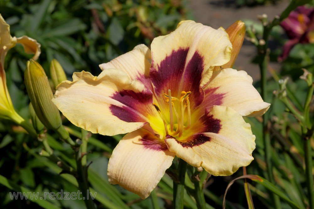 Daylily