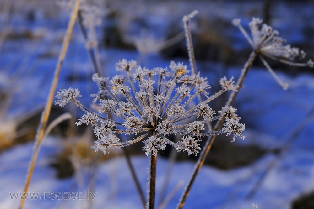 White frost on the Ground elder