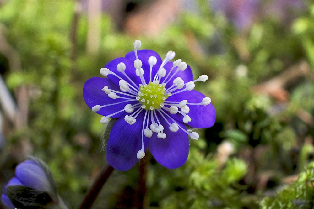 Kidneywort close-up