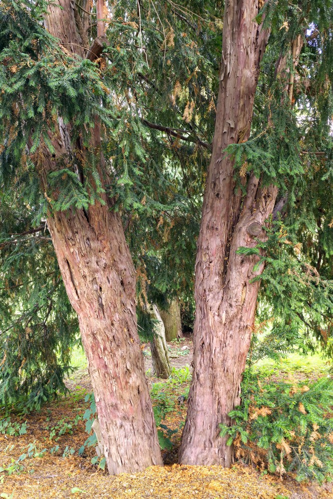 Old European Yew Tree Trunks with Textured Bark and Needles
