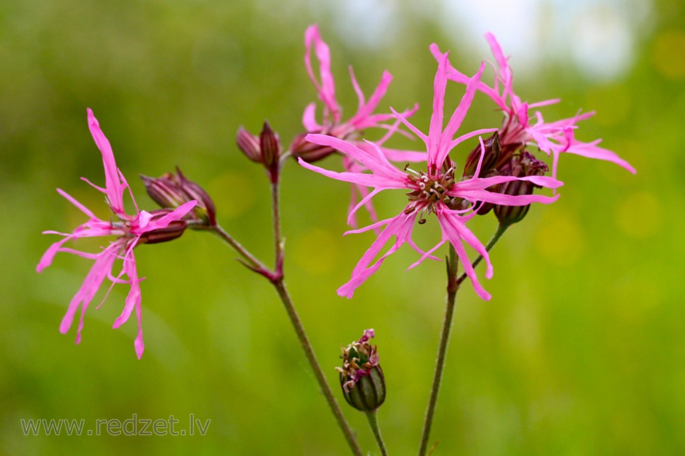 Silene flos-cuculi