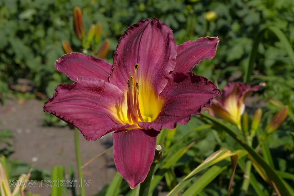 Daylily