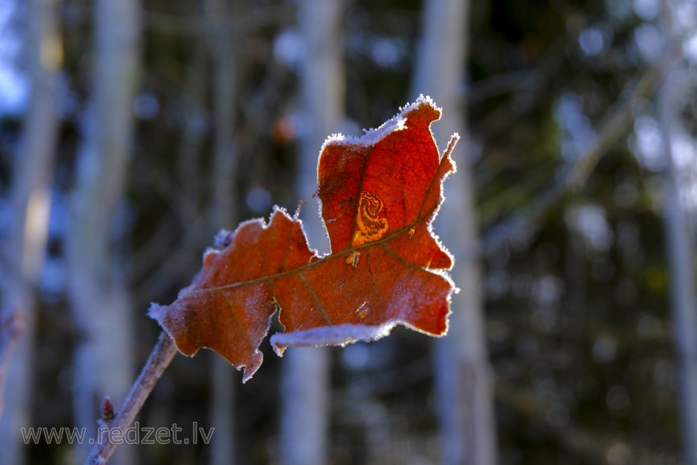 Oak Leaves in Winter