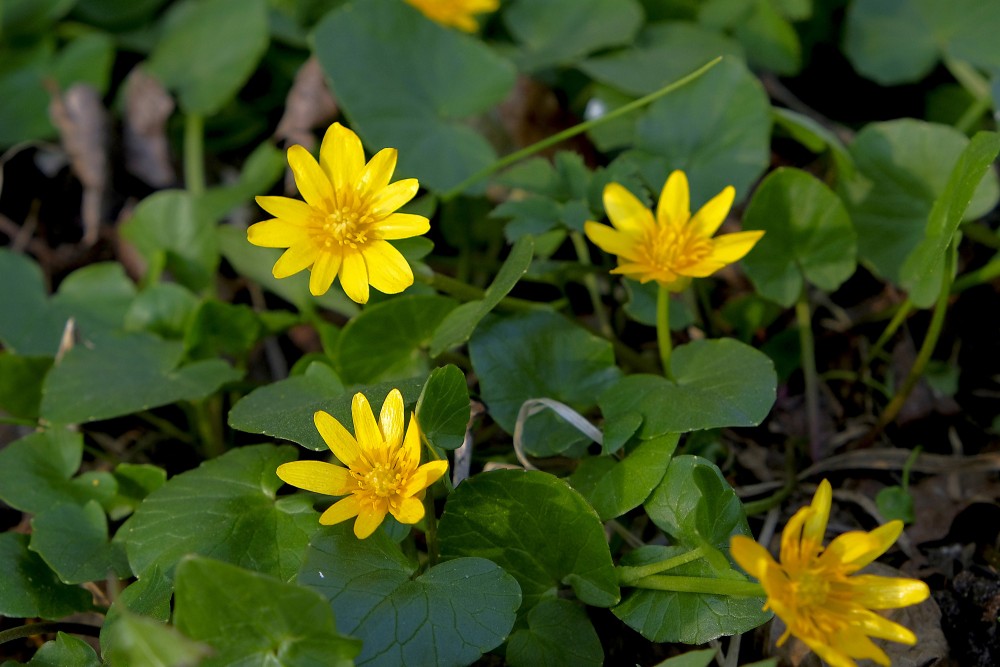 Pavasara mazpurenīte
