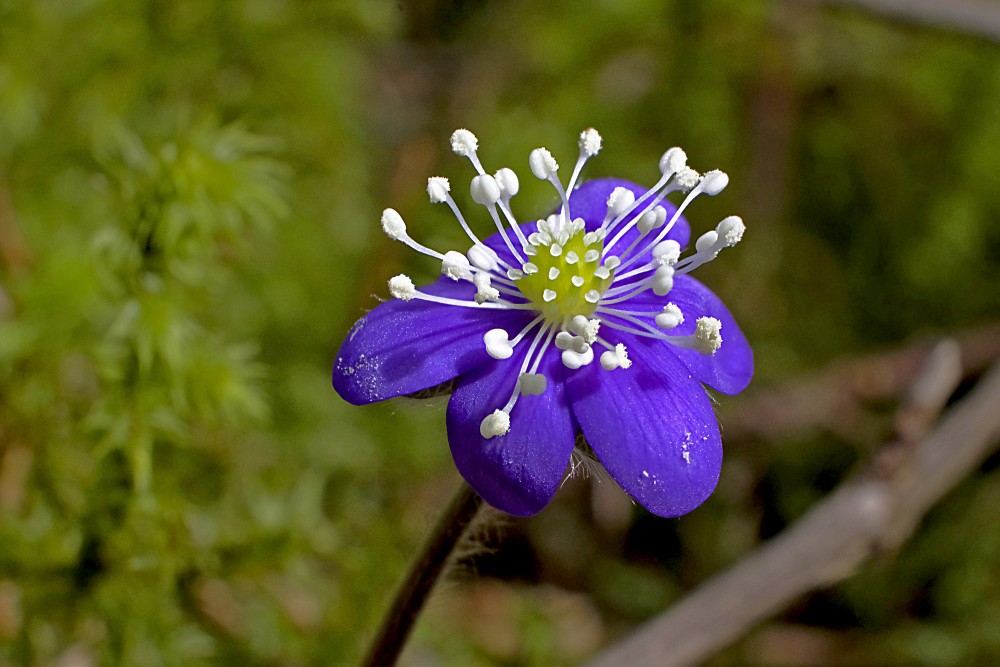 Hepatica Nobilis Flower