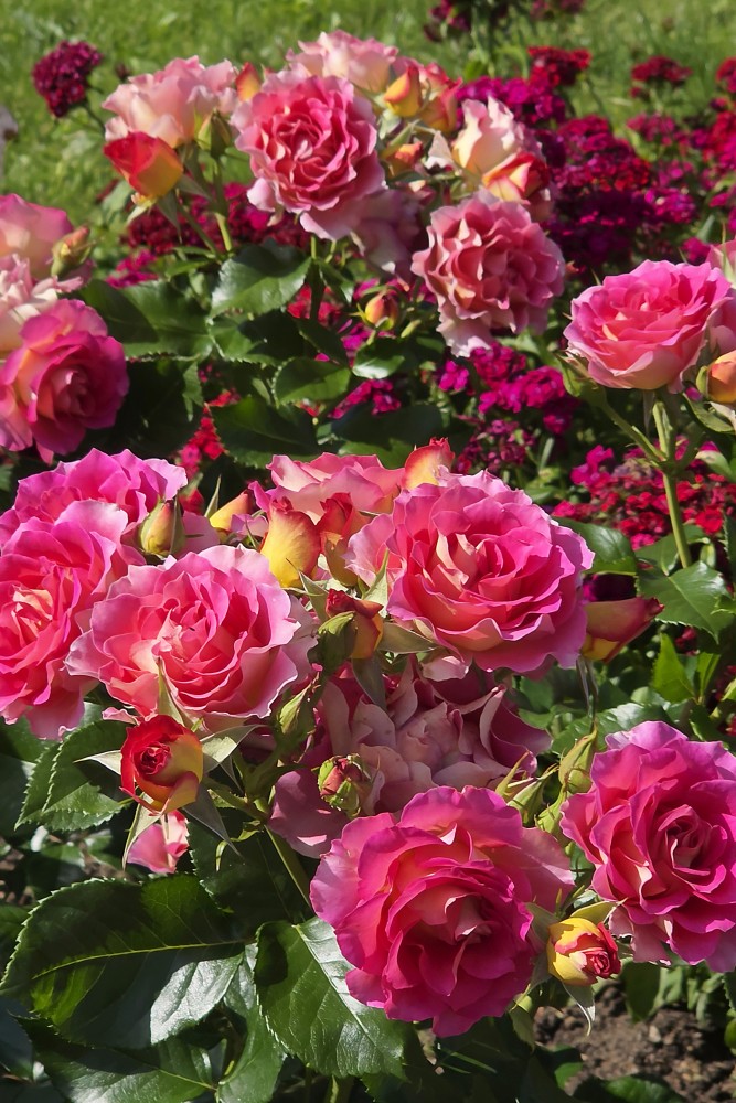 Vibrant Pink and Yellow Roses Blooming in a Garden